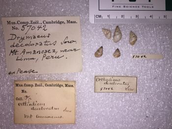 Media type: image; Malacology 57042 Description: 57042_Drymaeus_decoloratus image;
